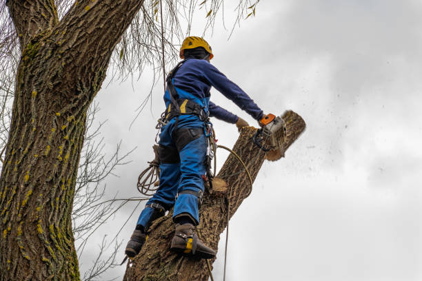 Perryton, TX Tree Removal Company